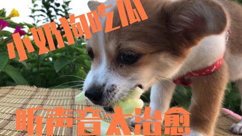 狗狗吃刺瓜,紧急应对与预防措施