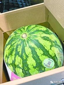 大街上吃瓜,揭秘都市生活百态