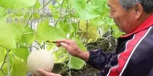 吃瓜雅称,揭秘吃瓜群众的趣味人生