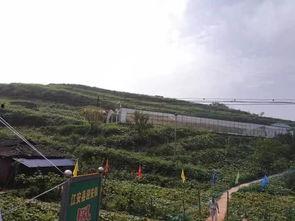 范县最新吃瓜事件