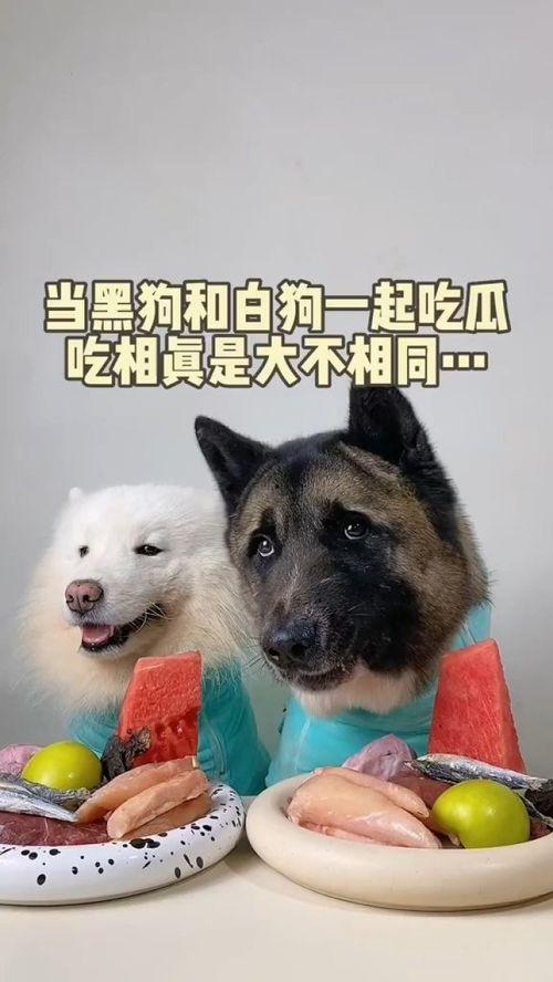 萌宠吃瓜939,939只萌宠的欢乐食光