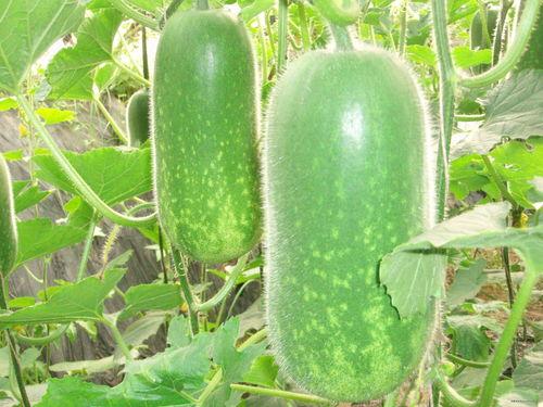 吃瓜吗新出的大瓜,吃瓜吗新出大瓜，揭秘明星惊人内幕！